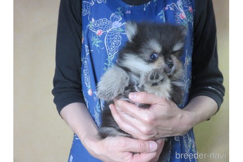 成約済の愛知県のポメラニアン-316274の4枚目