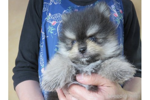 成約済の愛知県のポメラニアン-316274の3枚目