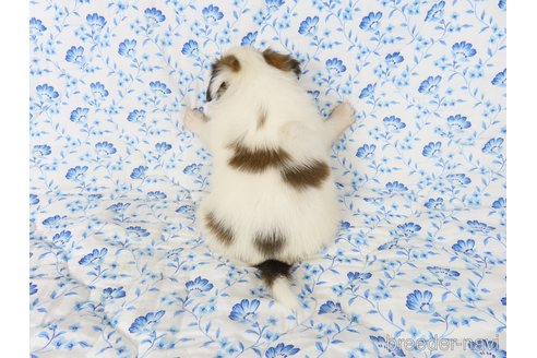 成約済の千葉県のパピヨン-325434の22枚目