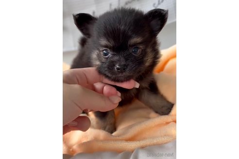成約済の福岡県のポメチワ:ポメラニアン×チワワ-325444の9枚目