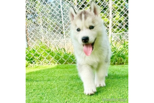 成約済の茨城県のシベリアンハスキー-325457の3枚目