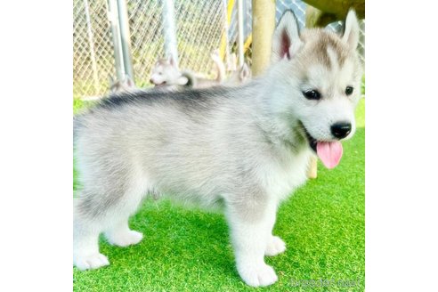 成約済の茨城県のシベリアンハスキー-325457の4枚目