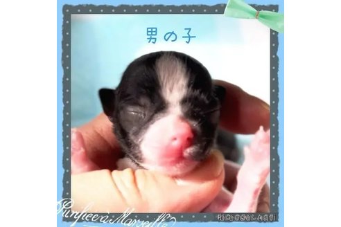 成約済の静岡県のチワワ(ロングコート)-325467の7枚目