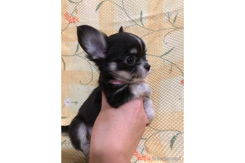 成約済の兵庫県のチワワ(ロングコート)-325496の6枚目