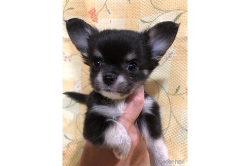 成約済の兵庫県のチワワ(ロングコート)-325500の5枚目