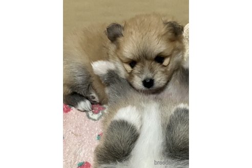 成約済の愛媛県のポメラニアン-325505の4枚目