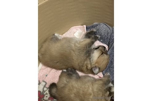 成約済の愛媛県のポメラニアン-325505の3枚目