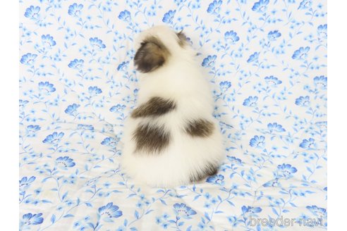 成約済の千葉県のパピヨン-325507の12枚目