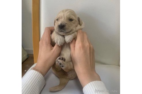 成約済の愛知県のゴールデンレトリーバー-321695の8枚目