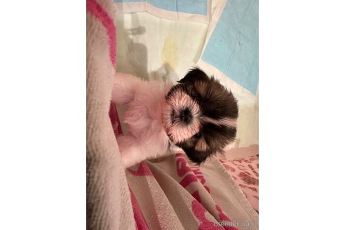 成約済の山形県のシーズー-323156の8枚目