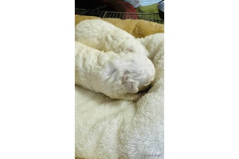 成約済の茨城県のビションフリーゼ-325538の17枚目