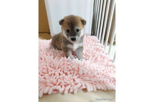成約済の高知県の豆柴-322704の10枚目