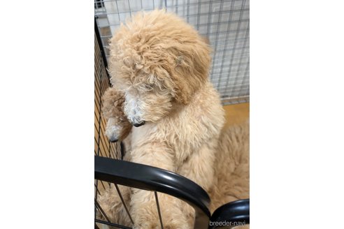 成約済の岡山県のミディアムプードル-305481の9枚目