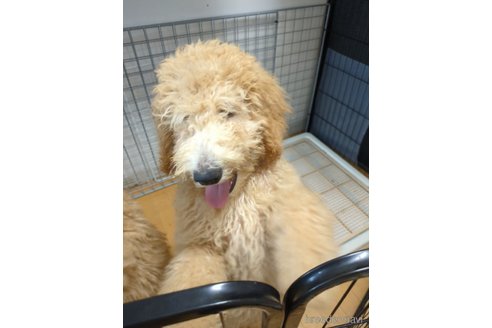 成約済の岡山県のミディアムプードル-305481の4枚目