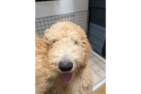 成約済の岡山県のミディアムプードル-305481の5枚目
