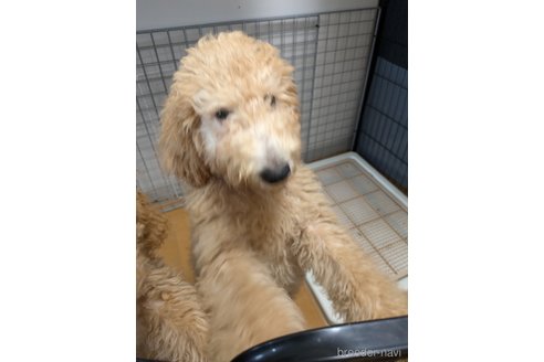 成約済の岡山県のミディアムプードル-305481の3枚目