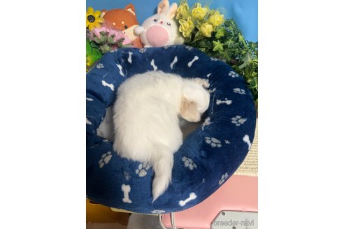 成約済の福岡県のチワワ(ロングコート)-324300の2枚目