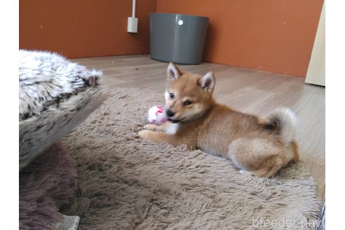 成約済の富山県の豆柴-317840の3枚目