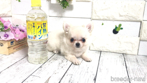 成約済の埼玉県のチワワ(ロングコート)-319085の1枚目