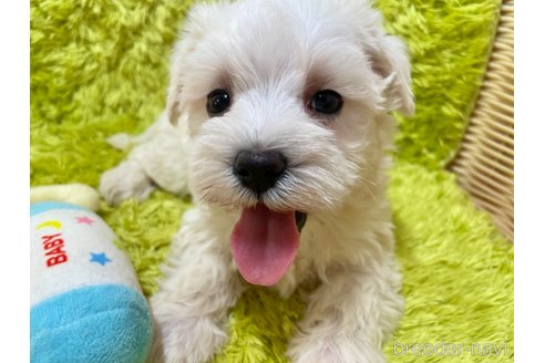 成約済の秋田県のミックス犬-325699の2枚目
