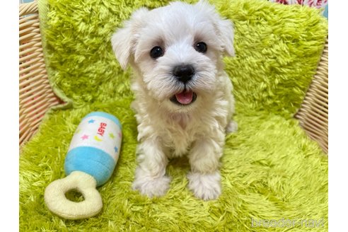 成約済の秋田県のミックス犬-325699の1枚目