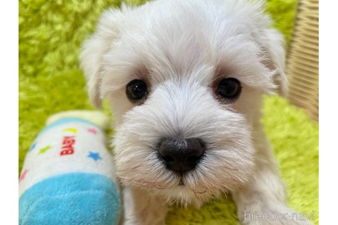 成約済の秋田県のミックス犬-325699の3枚目