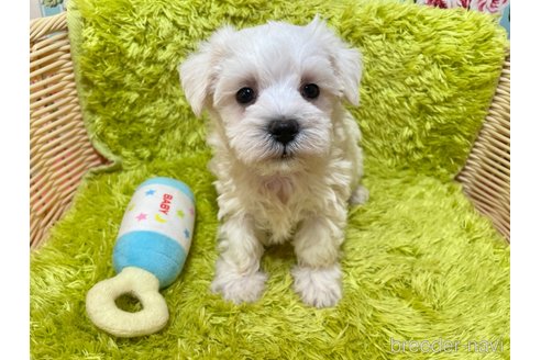 成約済の秋田県のミックス犬-325699の6枚目