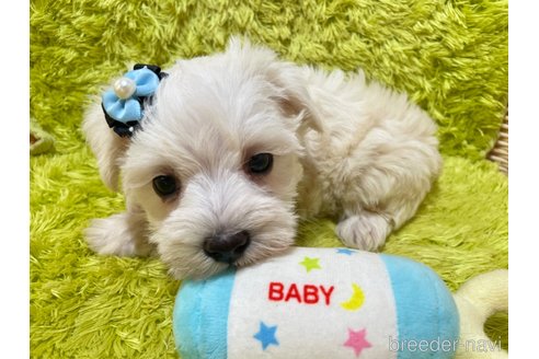 成約済の秋田県のミックス犬-325699の5枚目