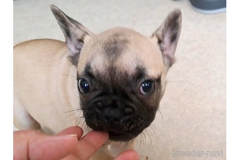 成約済の茨城県のフレンチブルドッグ-323357の3枚目