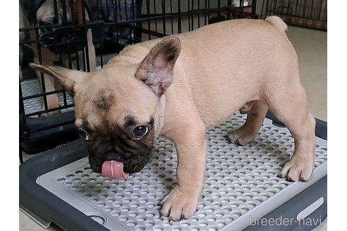 成約済の茨城県のフレンチブルドッグ-323357の2枚目