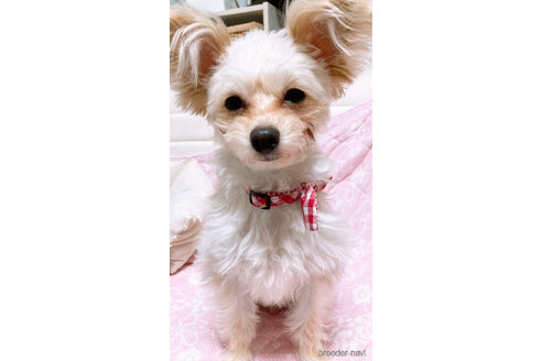 マフィンちゃん1枚目