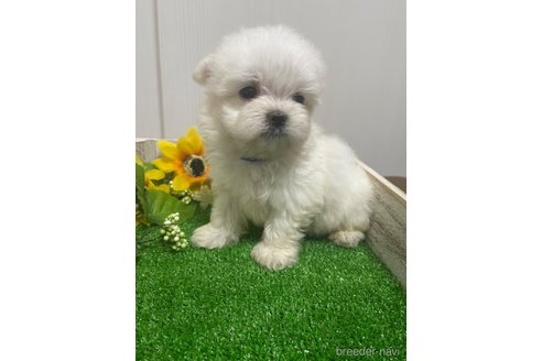 成約済の滋賀県のマルチーズ-319557の14枚目