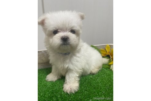 成約済の滋賀県のマルチーズ-319557の13枚目