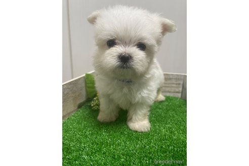 成約済の滋賀県のマルチーズ-319557の12枚目