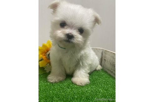 成約済の滋賀県のマルチーズ-319558の5枚目