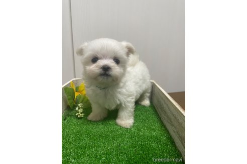 成約済の滋賀県のマルチーズ-319558の3枚目