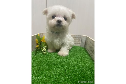 成約済の滋賀県のマルチーズ-319558の4枚目