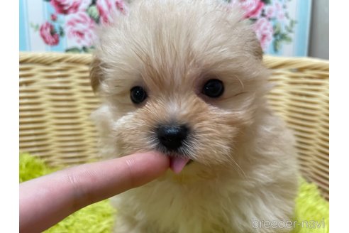成約済の秋田県のポメマル:ポメラニアン×マルチーズ-325701の7枚目