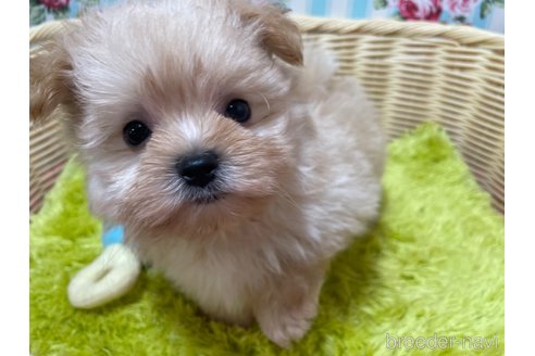 成約済の秋田県のポメマル:ポメラニアン×マルチーズ-325701の6枚目