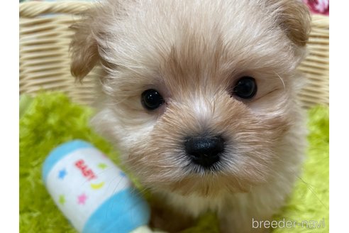 成約済の秋田県のポメマル:ポメラニアン×マルチーズ-325701の5枚目