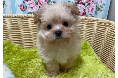 成約済の秋田県のポメマル:ポメラニアン×マルチーズ-325701の2枚目