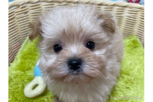 成約済の秋田県のポメマル:ポメラニアン×マルチーズ-325701の4枚目