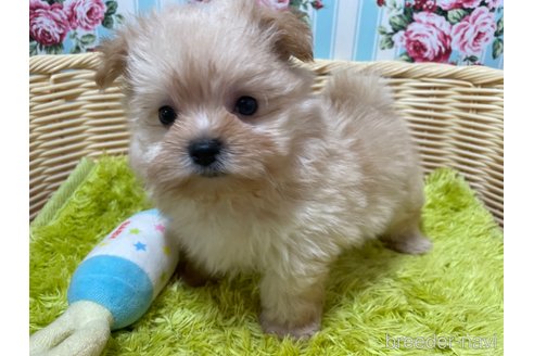 成約済の秋田県のポメマル:ポメラニアン×マルチーズ-325701の3枚目