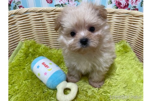 成約済の秋田県のポメマル:ポメラニアン×マルチーズ-325701の1枚目