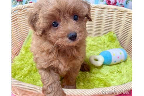 成約済の秋田県のポメプー:ポメラニアン×トイプードル-325702の4枚目