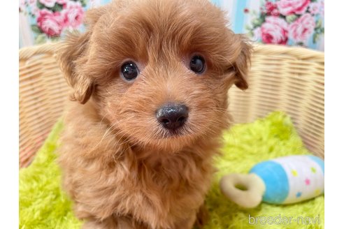 成約済の秋田県のポメプー:ポメラニアン×トイプードル-325702の5枚目