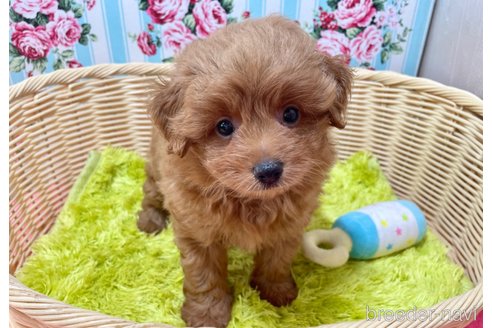 成約済の秋田県のポメプー:ポメラニアン×トイプードル-325702の1枚目