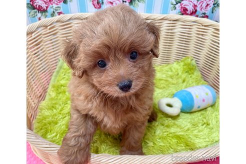 成約済の秋田県のポメプー:ポメラニアン×トイプードル-325702の6枚目