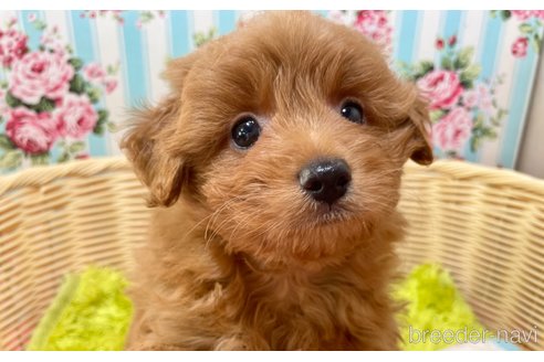 成約済の秋田県のポメプー:ポメラニアン×トイプードル-325702の3枚目