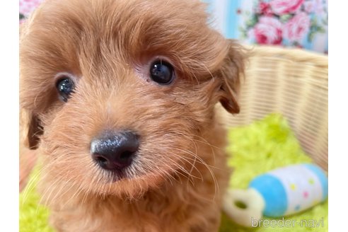 成約済の秋田県のポメプー:ポメラニアン×トイプードル-325702の2枚目